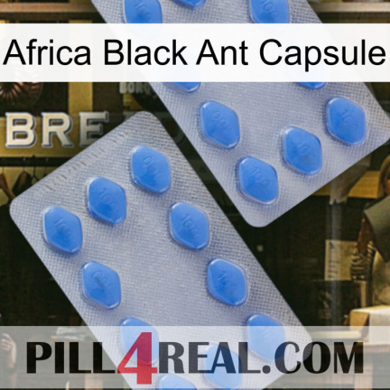 Africa Black Ant Capsule 20
